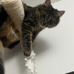 dearinternet-cyber-snowflake-christmas-ornament04