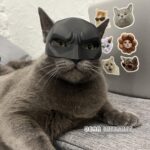 dearinternet-og-catman-mask-for-vigilante-cats-9